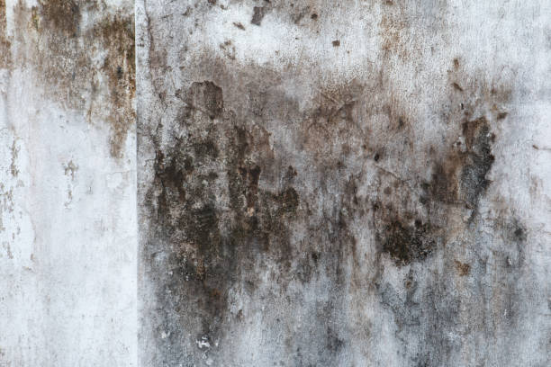 Felton, DE Mold Removal Company